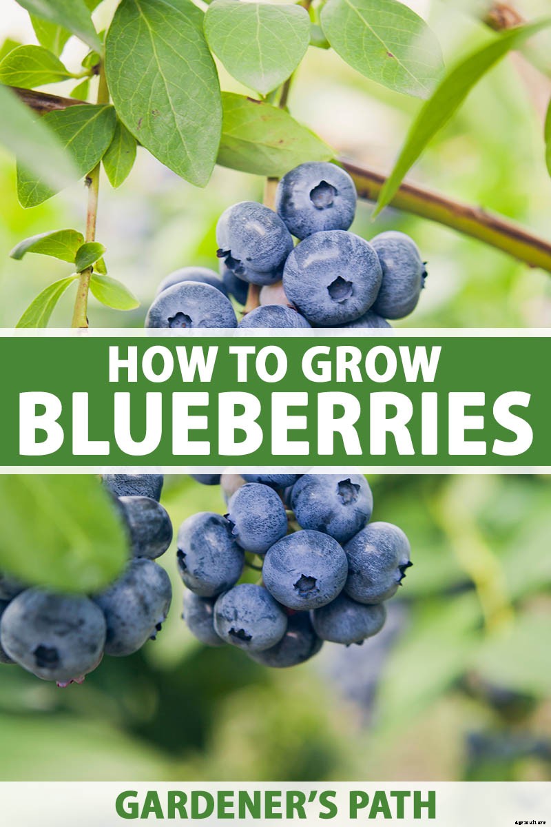 How to Grow Blueberries