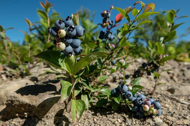 How to Grow Blueberries