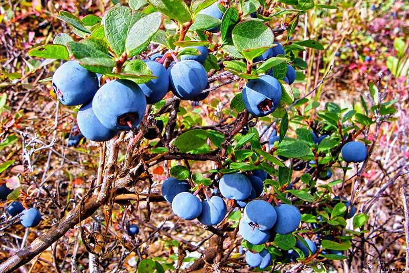 How to Grow Blueberries