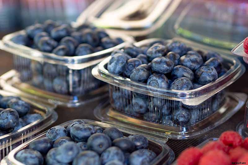 How to Grow Blueberries