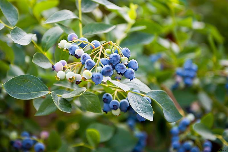 How to Grow Blueberries