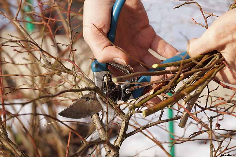 How to Grow Blueberries