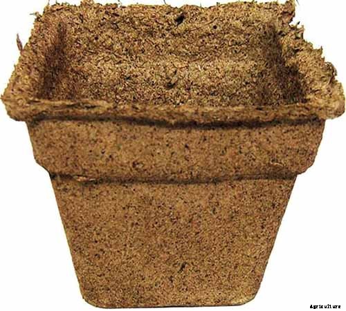 How to Grow Blueberries