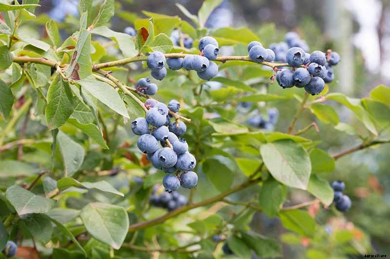 How to Grow Blueberries