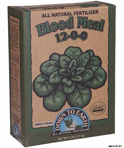 How to Grow Blueberries