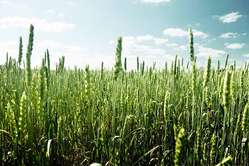 How to Grow Blueberries