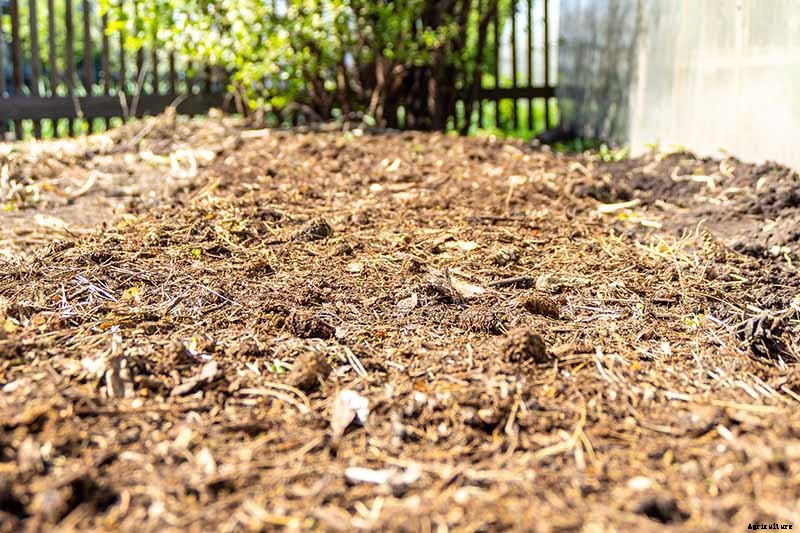 How to Grow Blueberries