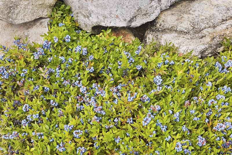 How to Grow Blueberries