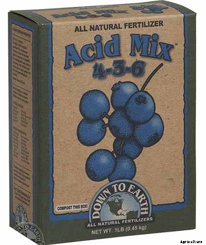 How to Grow Blueberries