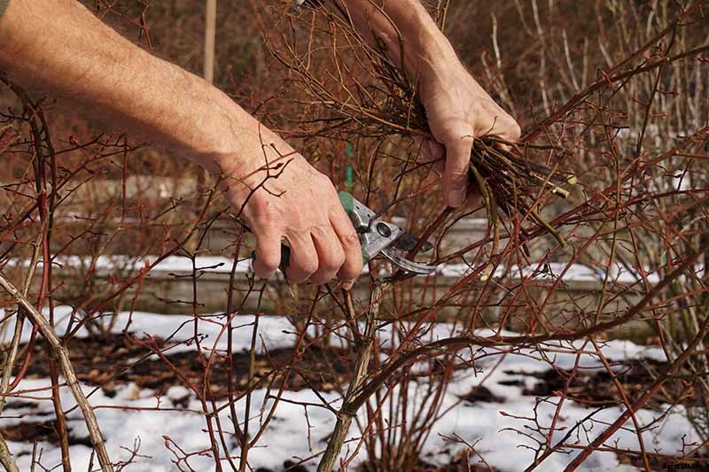 How to Grow Blueberries
