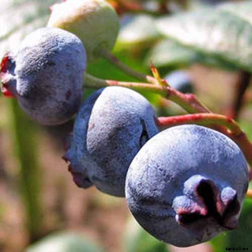 How to Grow Blueberries