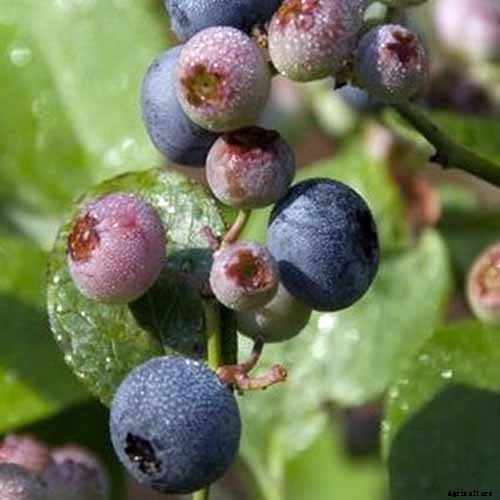 How to Grow Blueberries