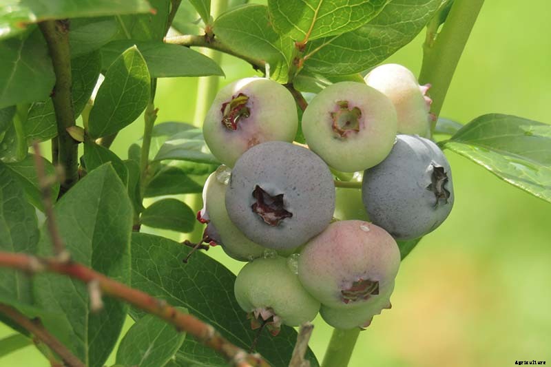 How to Grow Blueberries