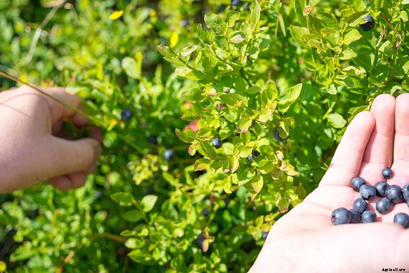 How to Grow Blueberries