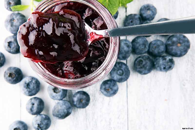 How to Grow Blueberries