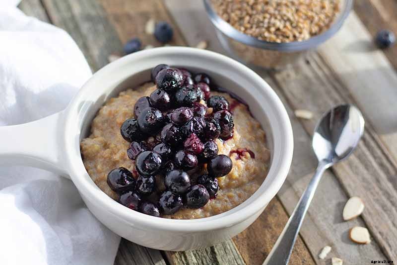 How to Grow Blueberries