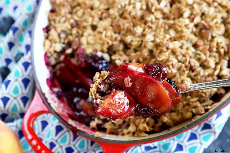 How to Grow Blueberries