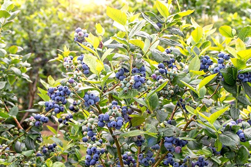 How to Grow Blueberries