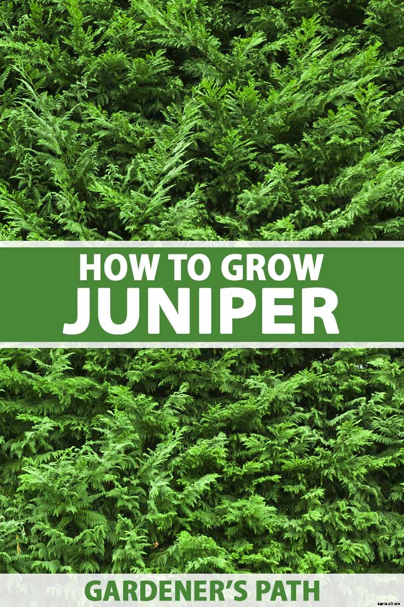 How to Grow and Care for Juniper Shrubs