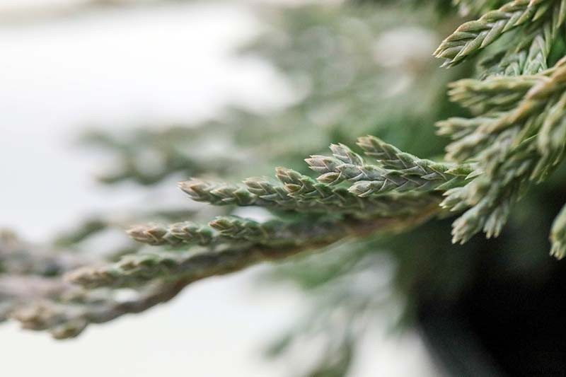 How to Grow and Care for Juniper Shrubs