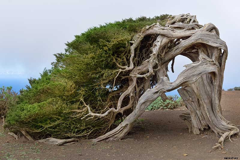How to Grow and Care for Juniper Shrubs