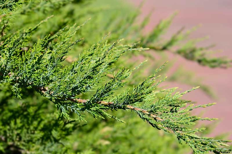 How to Grow and Care for Juniper Shrubs