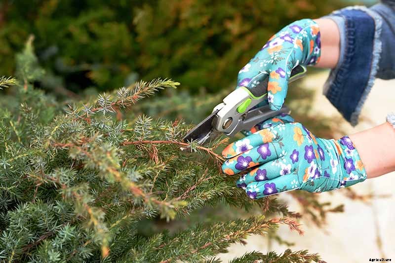 How to Grow and Care for Juniper Shrubs