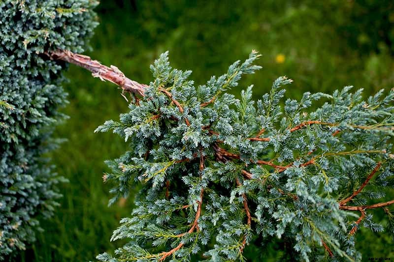 How to Grow and Care for Juniper Shrubs
