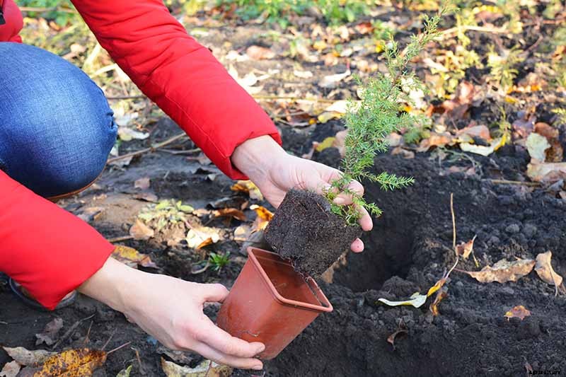 How to Grow and Care for Juniper Shrubs