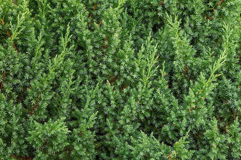 How to Grow and Care for Juniper Shrubs