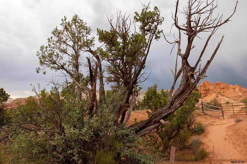 How to Grow and Care for Juniper Shrubs