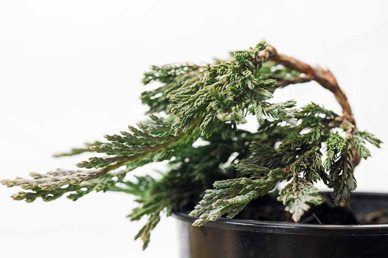 How to Grow and Care for Juniper Shrubs