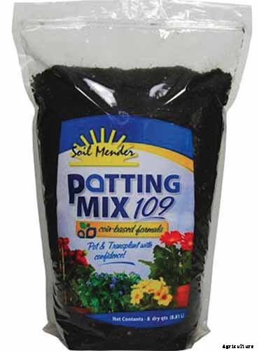 How to Grow and Care for Juniper Shrubs