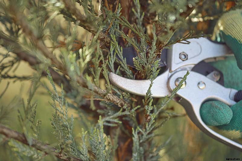 How to Grow and Care for Juniper Shrubs