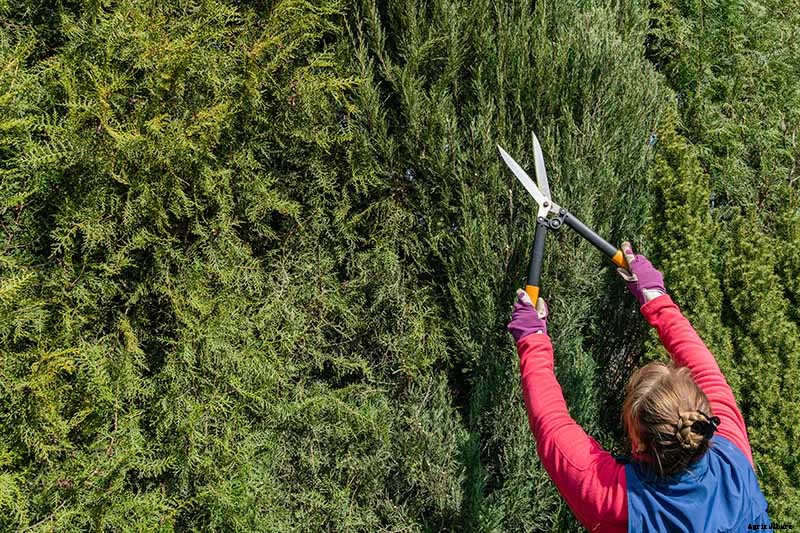 How to Grow and Care for Juniper Shrubs