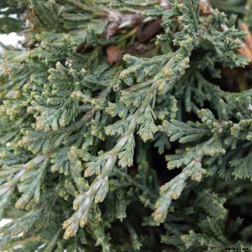 How to Grow and Care for Juniper Shrubs