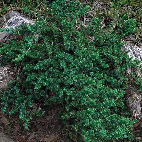 How to Grow and Care for Juniper Shrubs