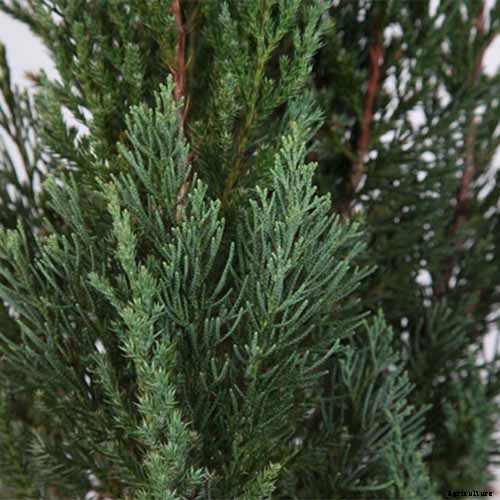 How to Grow and Care for Juniper Shrubs