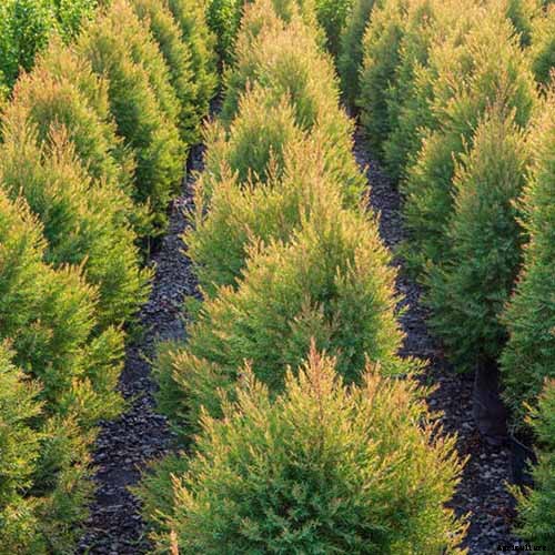 How to Grow and Care for Juniper Shrubs