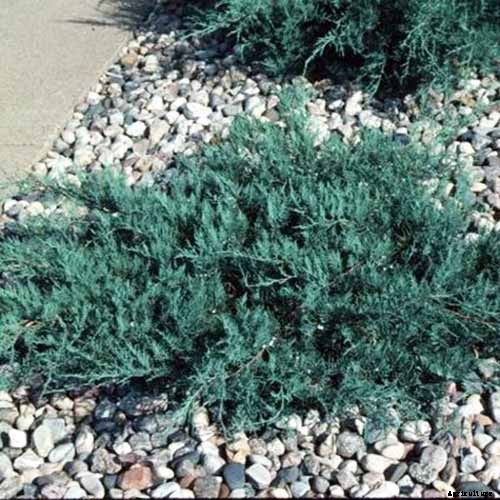 How to Grow and Care for Juniper Shrubs