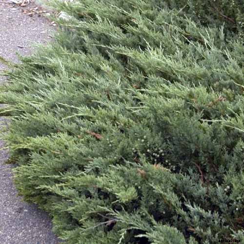 How to Grow and Care for Juniper Shrubs