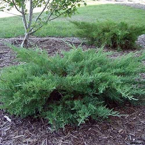 How to Grow and Care for Juniper Shrubs