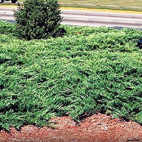 How to Grow and Care for Juniper Shrubs