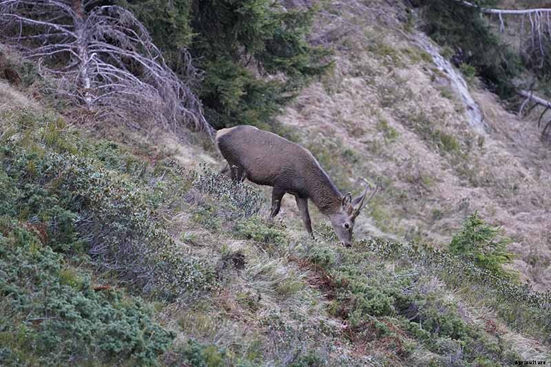How to Grow and Care for Juniper Shrubs