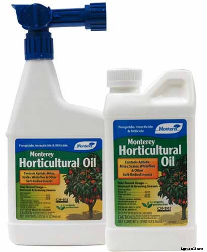 How to Grow and Care for Juniper Shrubs