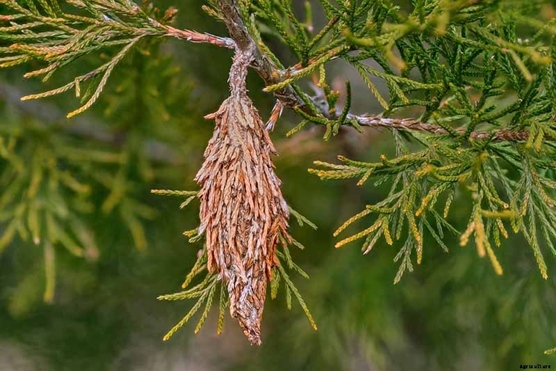 How to Grow and Care for Juniper Shrubs