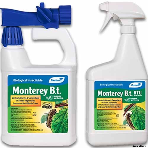 How to Grow and Care for Juniper Shrubs