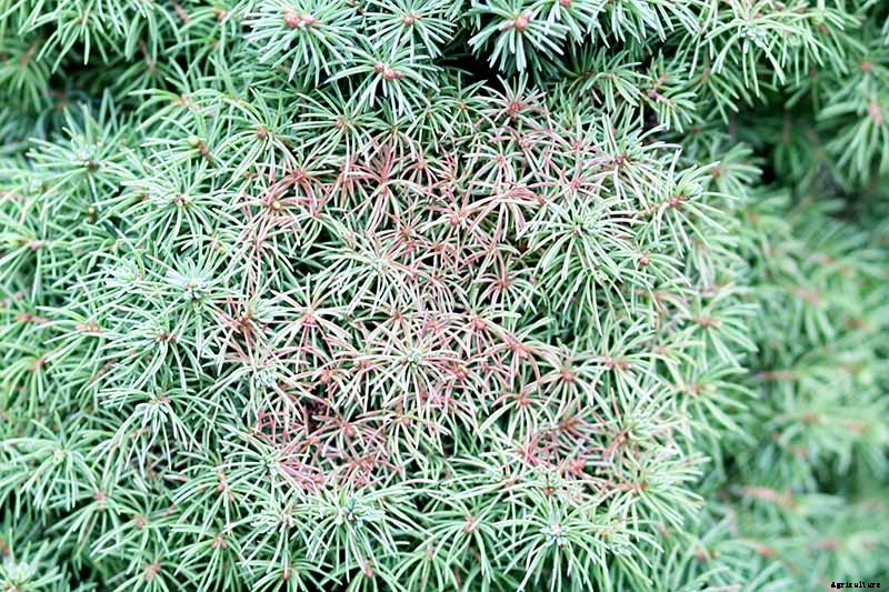 How to Grow and Care for Juniper Shrubs