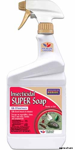 How to Grow and Care for Juniper Shrubs