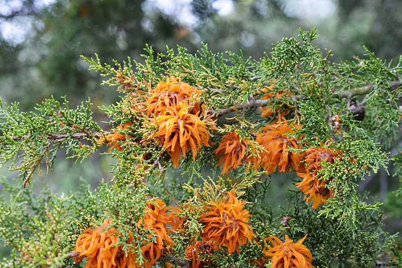 How to Grow and Care for Juniper Shrubs